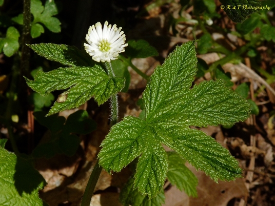 {Hydrastis canadensis}